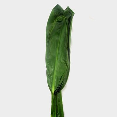 Ti Leaves Green