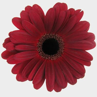 Gerbera Daisy Burgundy