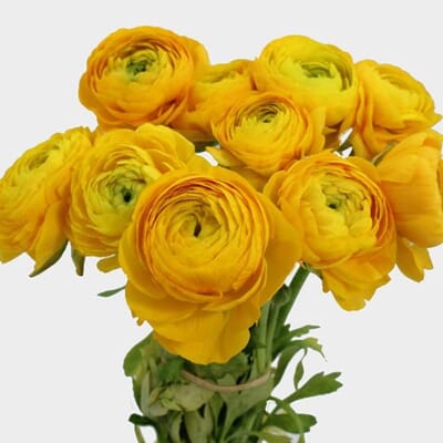Yellow Ranunculus Flower