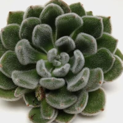 Green Velvet Medium Succulents 10cm