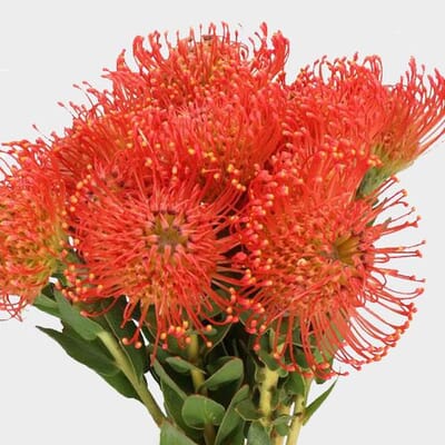 Protea Pincushion Orange