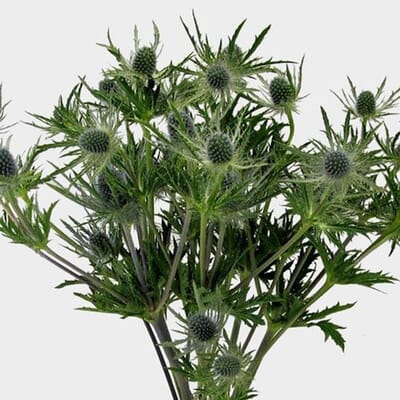 Thistle Eryngium Blue Flower