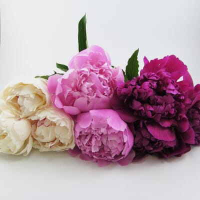 Peony SINGLE Color Flower Pack (80 Stems)