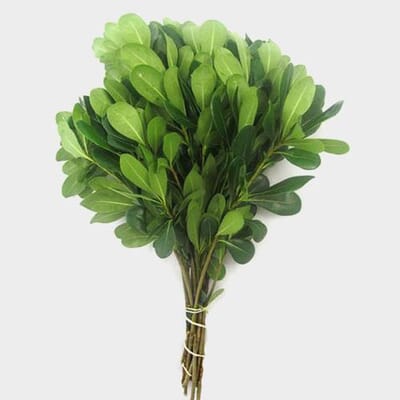 Pittosporum Greens
