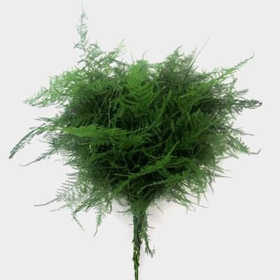 Plumosus Fern Greenery