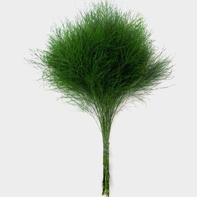 Tree Fern Greenery
