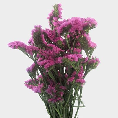 Statice Pink Flowers