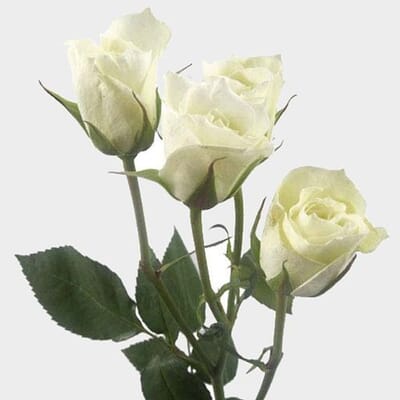 Spray Rose White