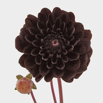 Dahlias 5 Bunch - Chocolates