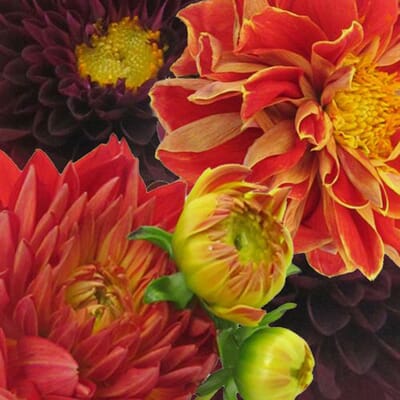 Dahlias 5 Bunch - Reds