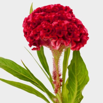 Cockscomb Burgundy