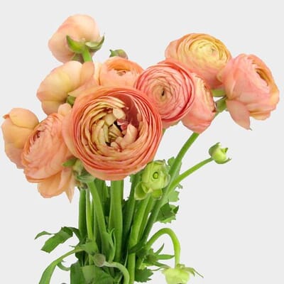 Peach Ranunculus Flower