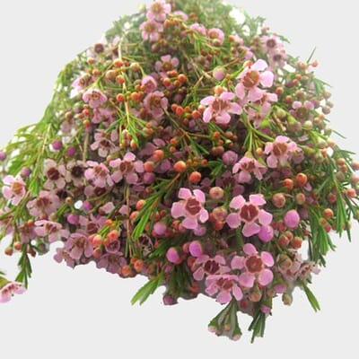 Pink Filler Flowers Bulk Pack