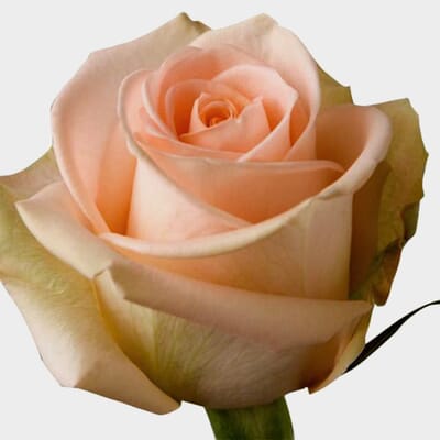 Rose Tiffany 40 Cm
