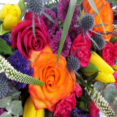 Oasis Desert Flower Pack