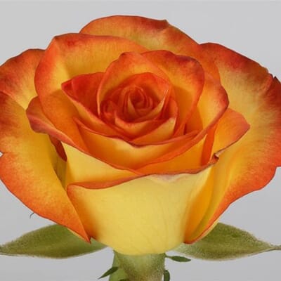 Rose High Magic 50cm