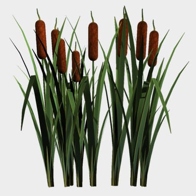Cattails - Bulk