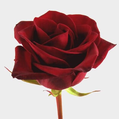 Black Magic Rose 60 Cm.