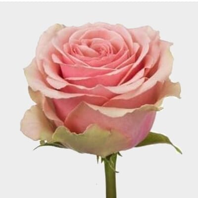 Rose Geraldine 60 Cm