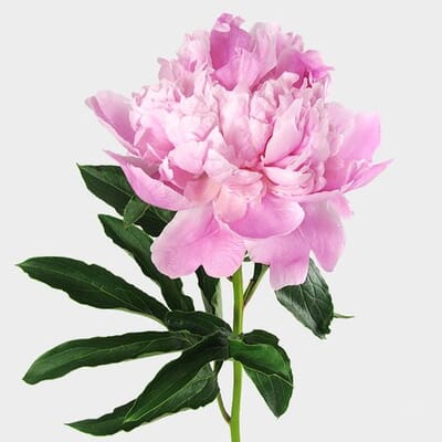 Peony Flower Light Pink
