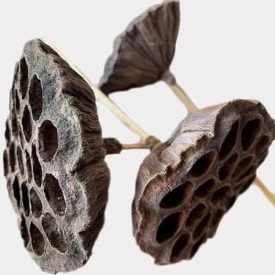 Lotus Pod On Stem Natural (Qty 12)