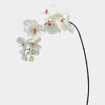 SILK 36" Phalaenopsis Cream/White