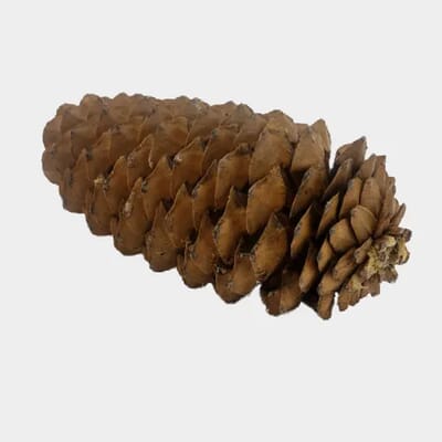 Sugar Cone