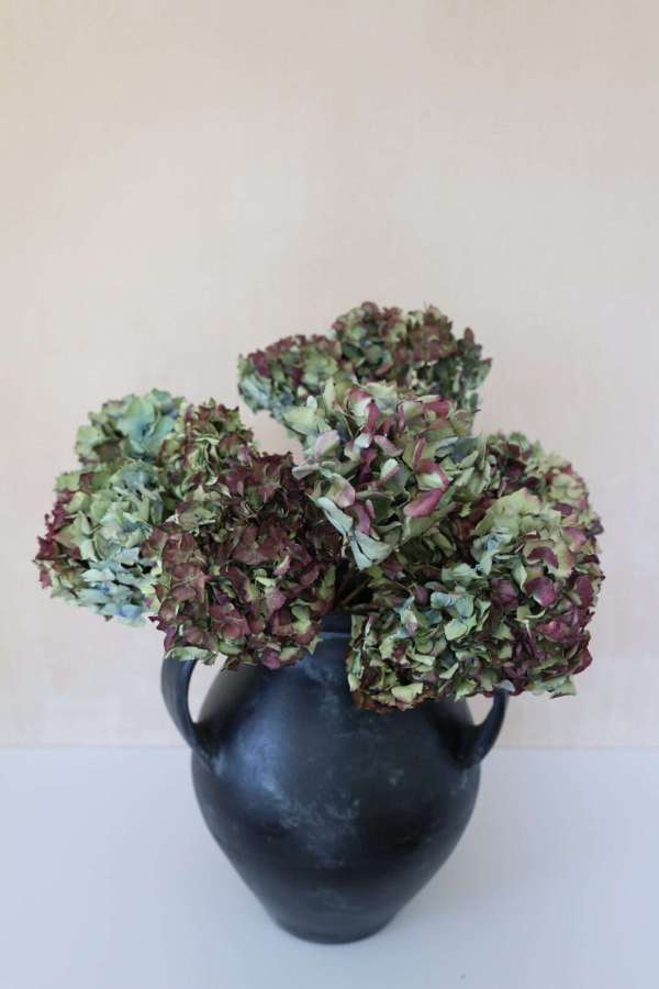 Dried Hydrangeas