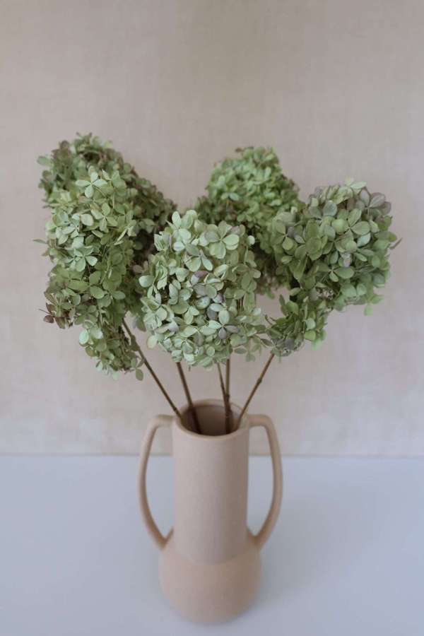 Dried Hydrangeas