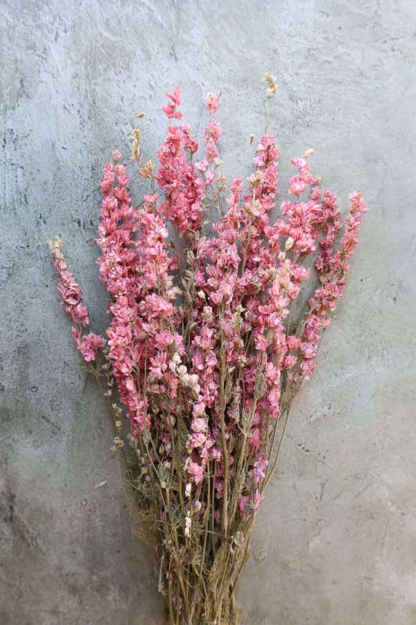 Dried Pink Larkspur