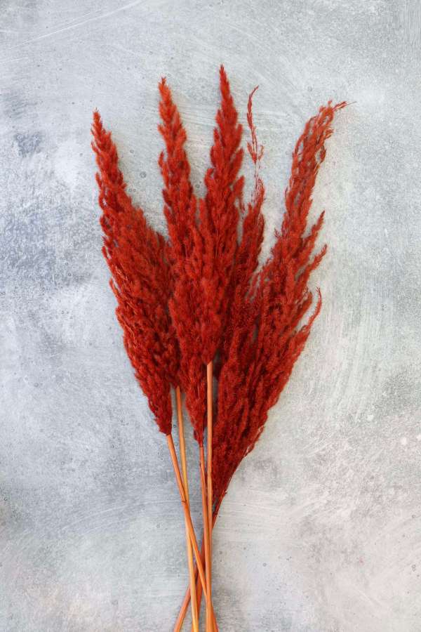 Large Rust Eryanthus Bundle