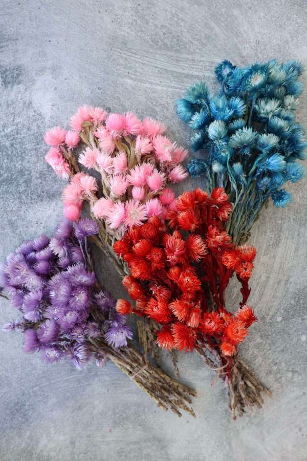 Dried Everlasting Strawflowers