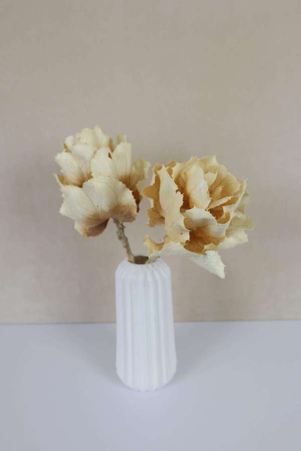 Dried Hakea Victoria