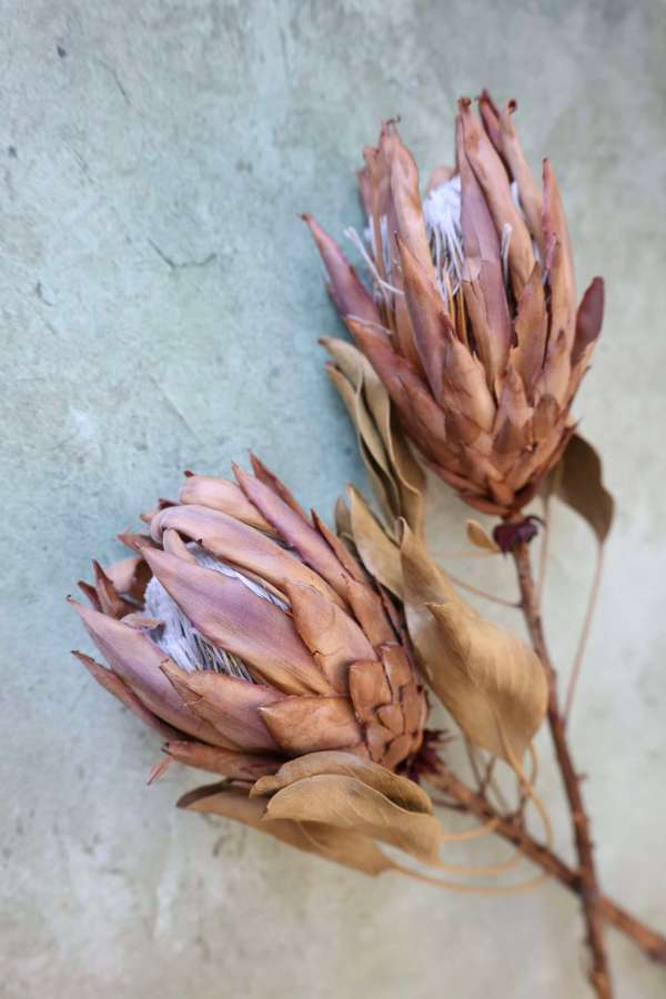 Dried King Protea Stems