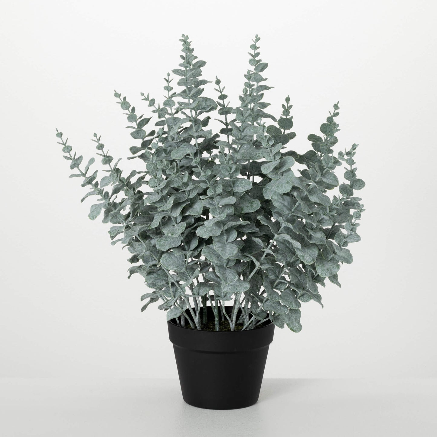 Lush Potted Eucalyptus Bush