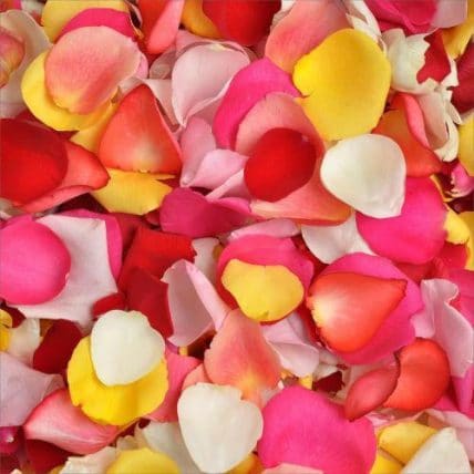 Mix Fresh Rose Petals in Bulk