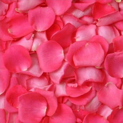 Hot Pink Fresh Rose Petals in Bulk
