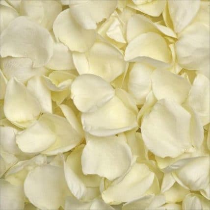 White Ivory Rose Petals in Bulk