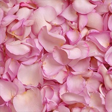 Lavender Fresh Rose Petals in Bulk