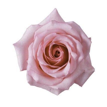 Dark Engagement Pink Roses 100 stems