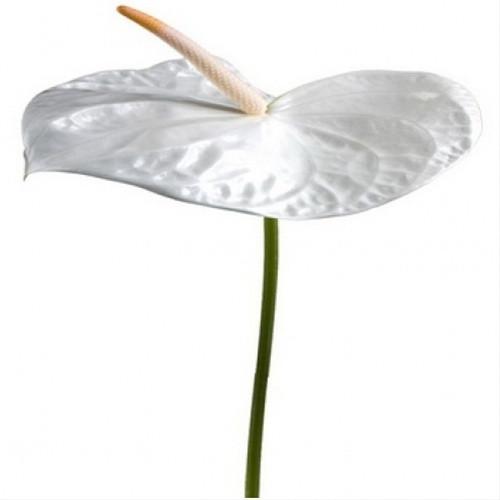 White Anthurium Flower