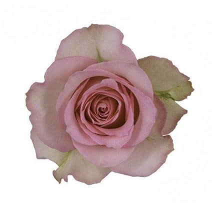 Sweet Unique Pink Roses