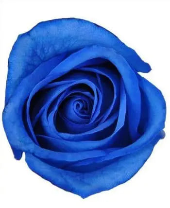 Blue Roses, 100 stems