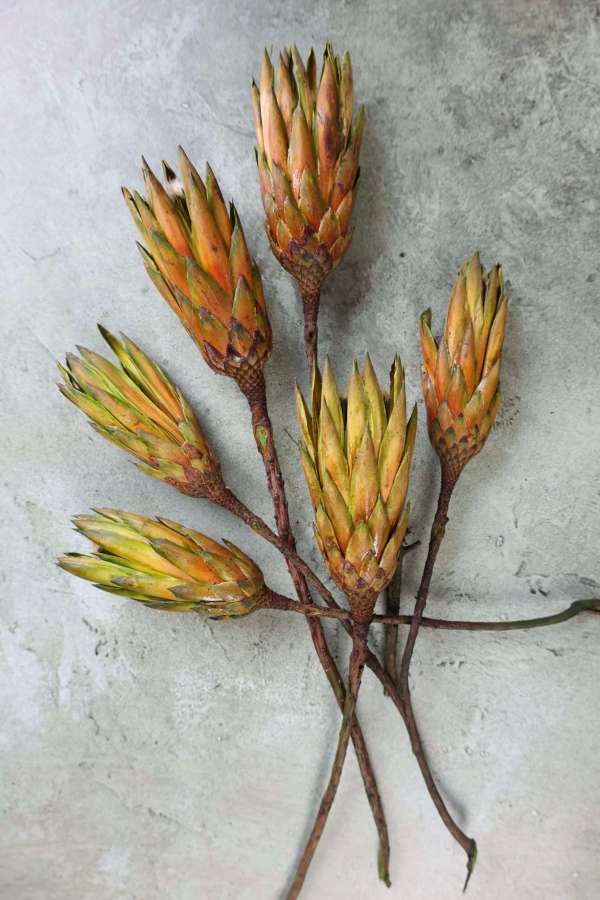 Dried Protea Repens