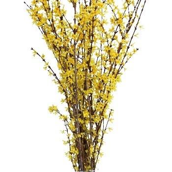 Forsythia Yellow Flowering Branches