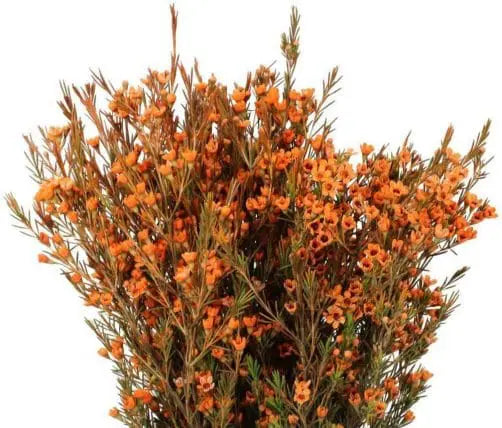 Orange Wax Flower 14 Bunches