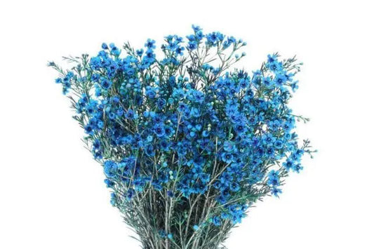 Blue Wax Flower 14 Bunch