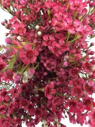 Red Tinted Wax Flower 14 Bunches
