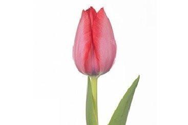Pink Tulip 150 Blooms