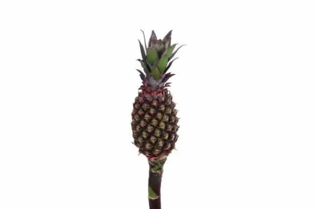 Burgundy Pineapple Flower 24 stems